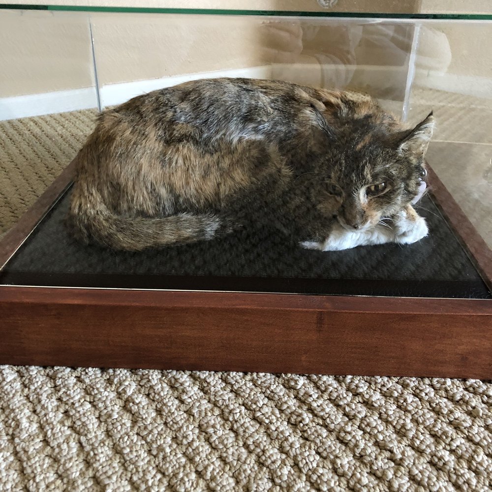 Tabitha ( my precious baby girl)
