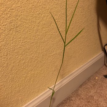 Envirofocus - Yep, that was growing out of my back room! - Home Inspectors Near Me - Sacramento, California Envirofocus - Yep, that was growing out of my back room! - Home Inspectors Near Me - Sacramento, California