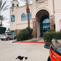 Islamic Center of San Gabriel Valley AKA Masjid Quba - lovely masjid in the San Gabriel Valley + look who came to visit