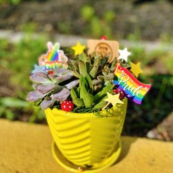 Sassy Succulents RI