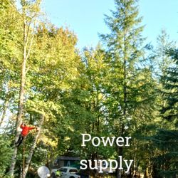 Branched Out - The alders were fallen very carefully so as to not do any damage to the power supply box! The crew is Forest Tree Services