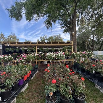 Amie's Garden - Nurseries & Gardening Near Me - Plant City, Florida Amie's Garden - Nurseries & Gardening Near Me - Plant City, Florida