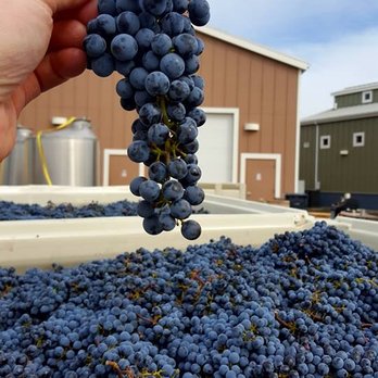 Dillon Cellars - a hand holding a bunch of grapes - Wineries Near Me - Walla Walla, Washington Dillon Cellars - a hand holding a bunch of grapes - Wineries Near Me - Walla Walla, Washington