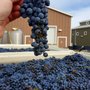 Photo of Dillon Cellars