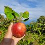 Photo of Bushy Hill Orchard