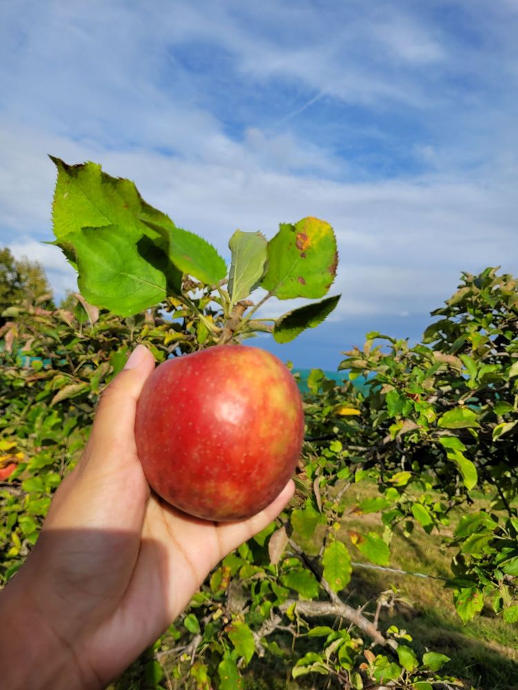 Bushy Hill Orchard Logo