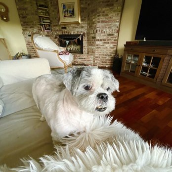 Dogs In Styles Mobile Grooming - Pet Groomers Near Me