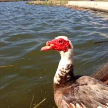 Prado Regional Park - Female? Goose - Hiking Near Me - Chino, California