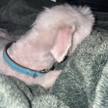 Petco - Awful - Pet Stores Near Me - Pflugerville, Texas