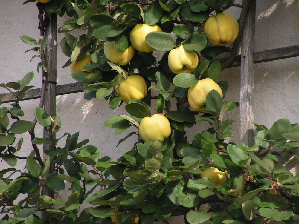 Ehemalige Benediktinerabtei Seligenstadt