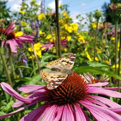 Shark Garden - Pollinator Garden scene