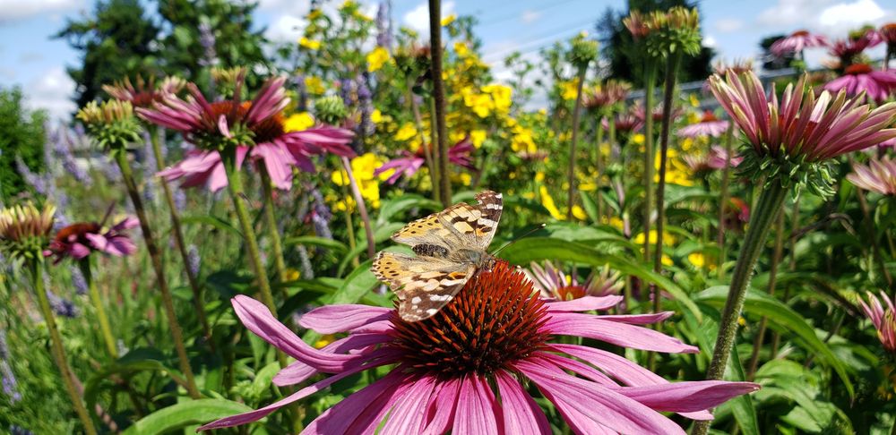 Shark Garden - social services organization in Burien, WA