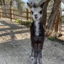Photo of Crazy Hair Alpacas