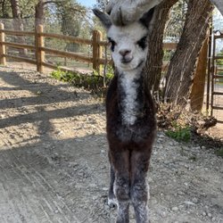 Crazy Hair Alpacas - Mom (Eve) cuddling baby alpaca (Toby).