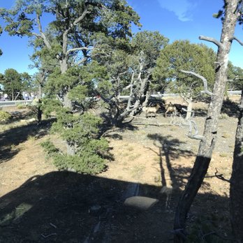 Grand Adventures Tours - Deer - Walking Tours Near Me - Las Vegas, Nevada
