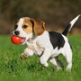 Hound Rangers