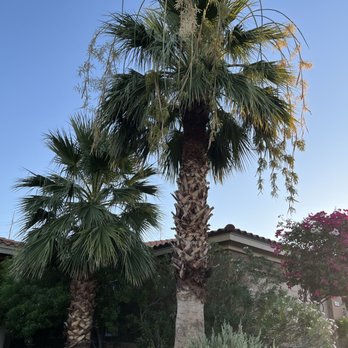 IR Tree Design - BEFORE - Landscaping Near Me - Phoenix, Arizona IR Tree Design - BEFORE - Landscaping Near Me - Phoenix, Arizona