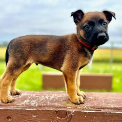 Command Control Protection Dogs - Young Belgian Malinois for sale. For more information contact us.
www.ccprotectiondogs.com