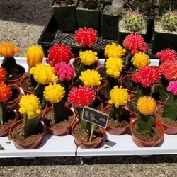 Alamo Ranch Pop Up Market