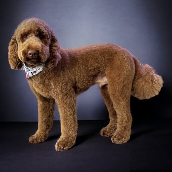 The Dog Salon - Pet Groomers Near Me - Charlotte, North Carolina