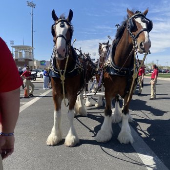 Desertaire Rv Park - Budweiser Clydesdale Horses - RV Parks Near Me - Surprise, Arizona