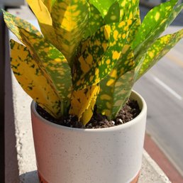 Plant and Planter from Beno's Plant and Planter from Beno's