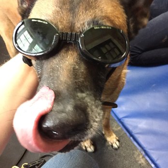 Florida Veterinary Rehabilitation - Mojo rockin his glasses while getting his laser treatment. - Veterinarians Near Me - Deland, Florida Florida Veterinary Rehabilitation - Mojo rockin his glasses while getting his laser treatment. - Veterinarians Near Me - Deland, Florida
