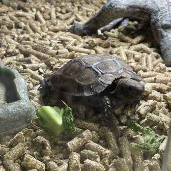 HERPS Exotic Reptile And Pet Shop - Pet Stores Near Me - Bryan, Texas