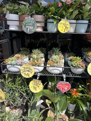 Trader Joe's by null