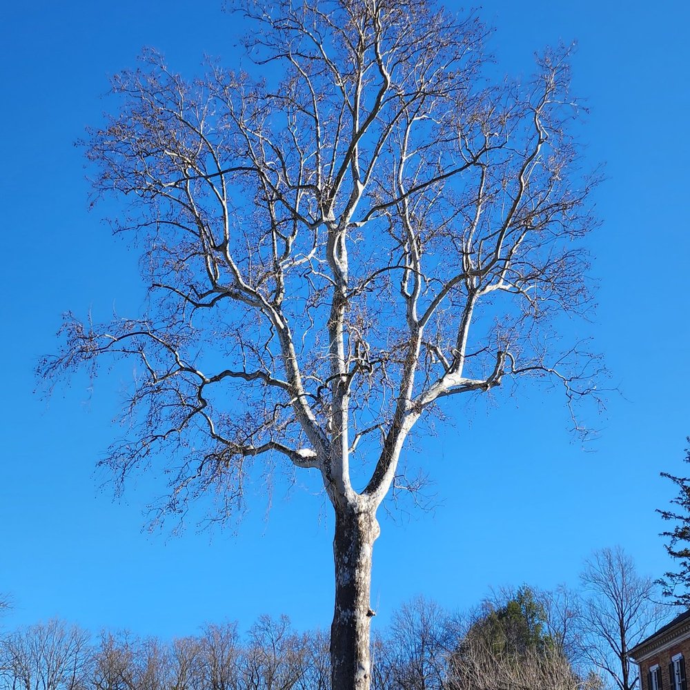 Chatham Manor - Sycamore tree - Parks Near Me - Fredericksburg, Virginia Chatham Manor - Sycamore tree - Parks Near Me - Fredericksburg, Virginia
