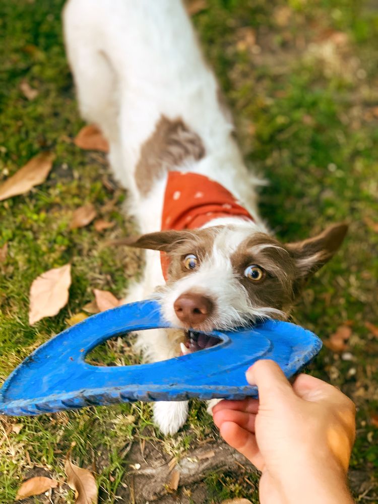 BELLA PAWS OC Updated October 2024 23 Photos Irvine, California