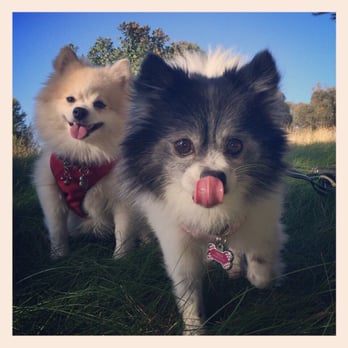 Taj Mapaw Dog Spa - They love this place!! - Pet Groomers Near Me - Placentia, California Taj Mapaw Dog Spa - They love this place!! - Pet Groomers Near Me - Placentia, California