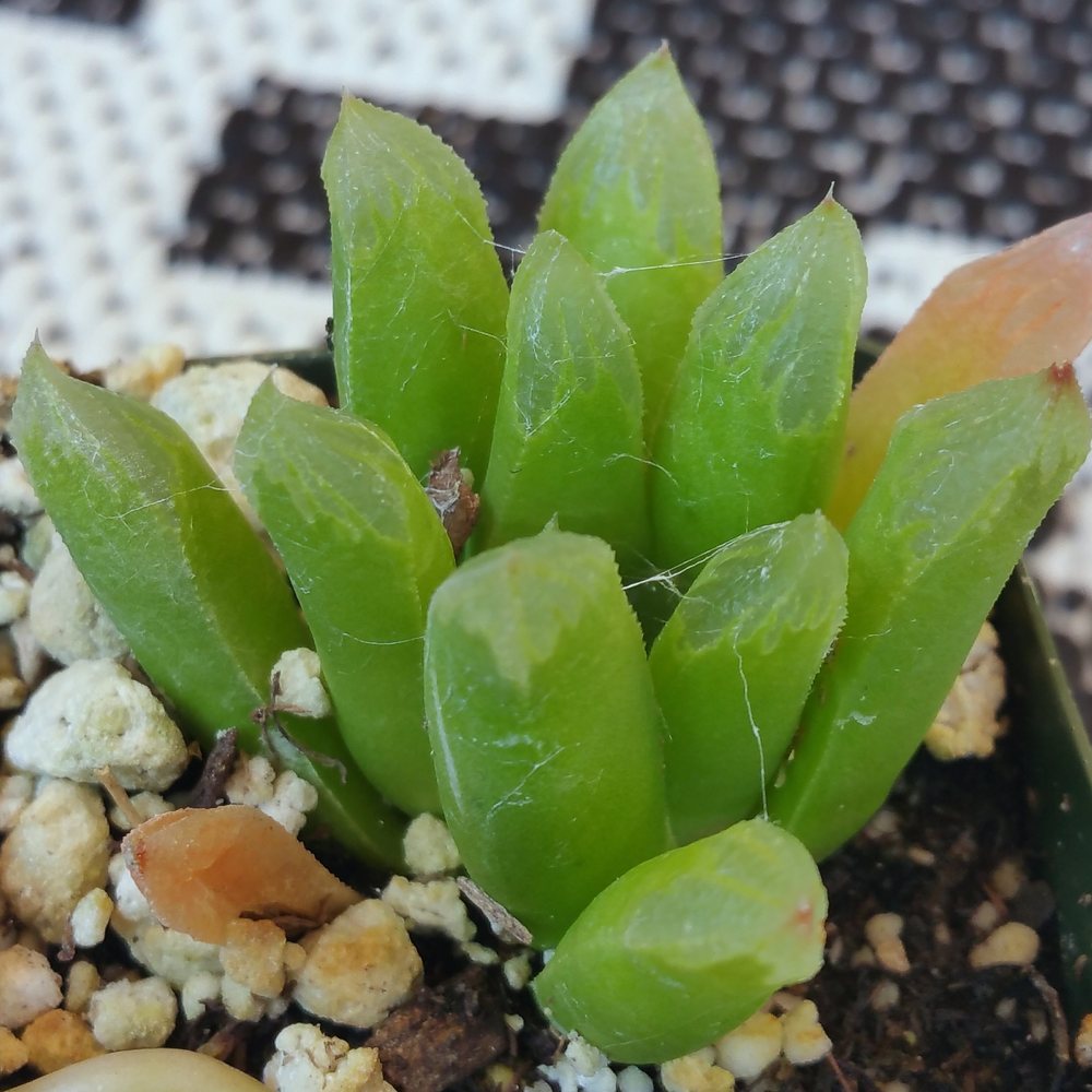 Rojas Succulents and Cacti - Nurseries & Gardening Near Me - Fallbrook, California