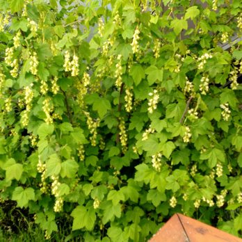 Carrot Common - Pretty shrub - Shopping Centers Near Me - Toronto, Ontario