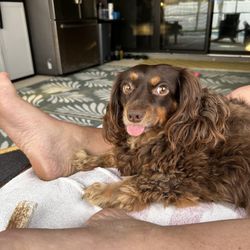 Doggy A Go Go Mobile Grooming