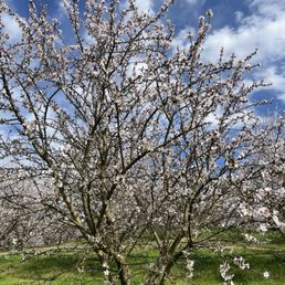 The almond trees in bloom The almond trees in bloom