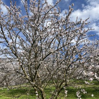Roberts Ferry Gourmet - The almond trees in bloom - Specialty Food Near Me - Waterford, California Roberts Ferry Gourmet - The almond trees in bloom - Specialty Food Near Me - Waterford, California
