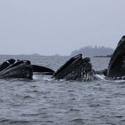 Buoy 5 Adventures