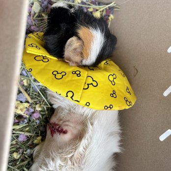 Amazing Small Animal Practice - Guinea pig Becky post surgery - Veterinarians Near Me - Gardena, California
