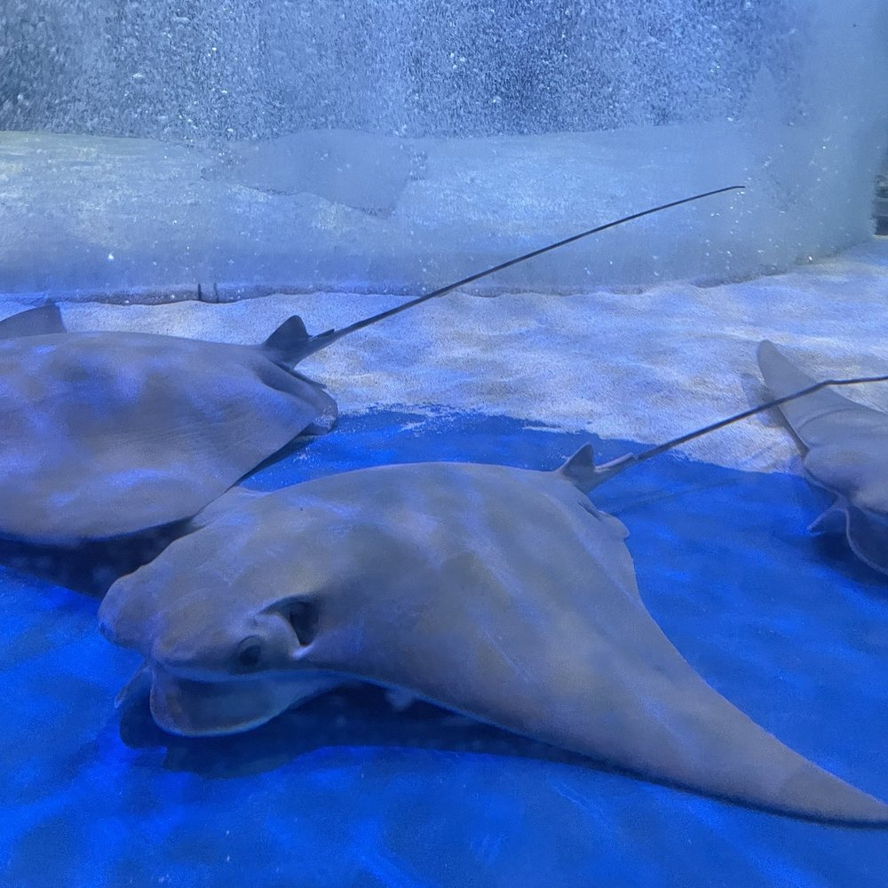 Audubon Aquarium - Aquariums Near Me - New Orleans, Louisiana Audubon Aquarium - Aquariums Near Me - New Orleans, Louisiana