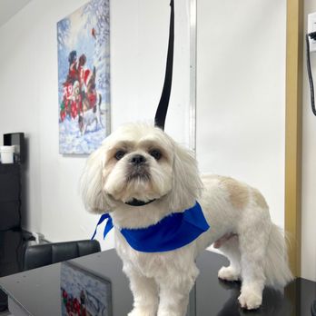 Lili's Dog Grooming - Pet Groomers Near Me Lili's Dog Grooming - Pet Groomers Near Me