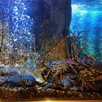 Solar dos Presuntos - Lobsters - Seafood Near Me - Lisbon, 11 Solar dos Presuntos - Lobsters - Seafood Near Me - Lisbon, 11