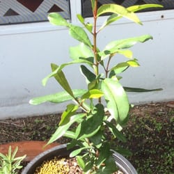 Wirt's Point Nursery - Nice Bay Rum tree I got from them