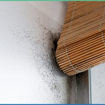 Iowa Mold Removal - Iowa Mold Removal LLC - Damage Restoration Near Me Iowa Mold Removal - Iowa Mold Removal LLC - Damage Restoration Near Me