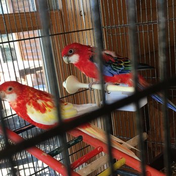 Walgreens - two colorful birds in a cage - Drugstores Near Me - Greenfield, Indiana Walgreens - two colorful birds in a cage - Drugstores Near Me - Greenfield, Indiana