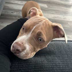 Humane Vet Hospital of San Diego - My dog Hennessy! Ive took her there since she was a small puppy. She's still a puppy but not as small. Great staff my dog loves them there.