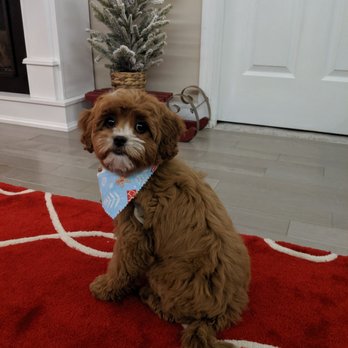 Poodle Doodle - Awesome job! - Pet Groomers Near Me - Manassas, Virginia Poodle Doodle - Awesome job! - Pet Groomers Near Me - Manassas, Virginia