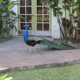 Randomly this peacock roams the grounds. It's just a nice touch to an already perfect place. Randomly this peacock roams the grounds. It's just a nice touch to an already perfect place.