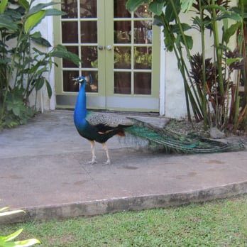 The Plantation Estate - Randomly this peacock roams the grounds. It's just a nice touch to an already perfect place. - Venues & Event Spaces Near Me - Kaaawa, Hawaii The Plantation Estate - Randomly this peacock roams the grounds. It's just a nice touch to an already perfect place. - Venues & Event Spaces Near Me - Kaaawa, Hawaii