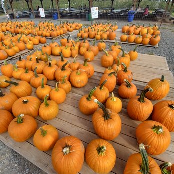 Homestead Farm - Fruits & Veggies Near Me - Poolesville, Maryland